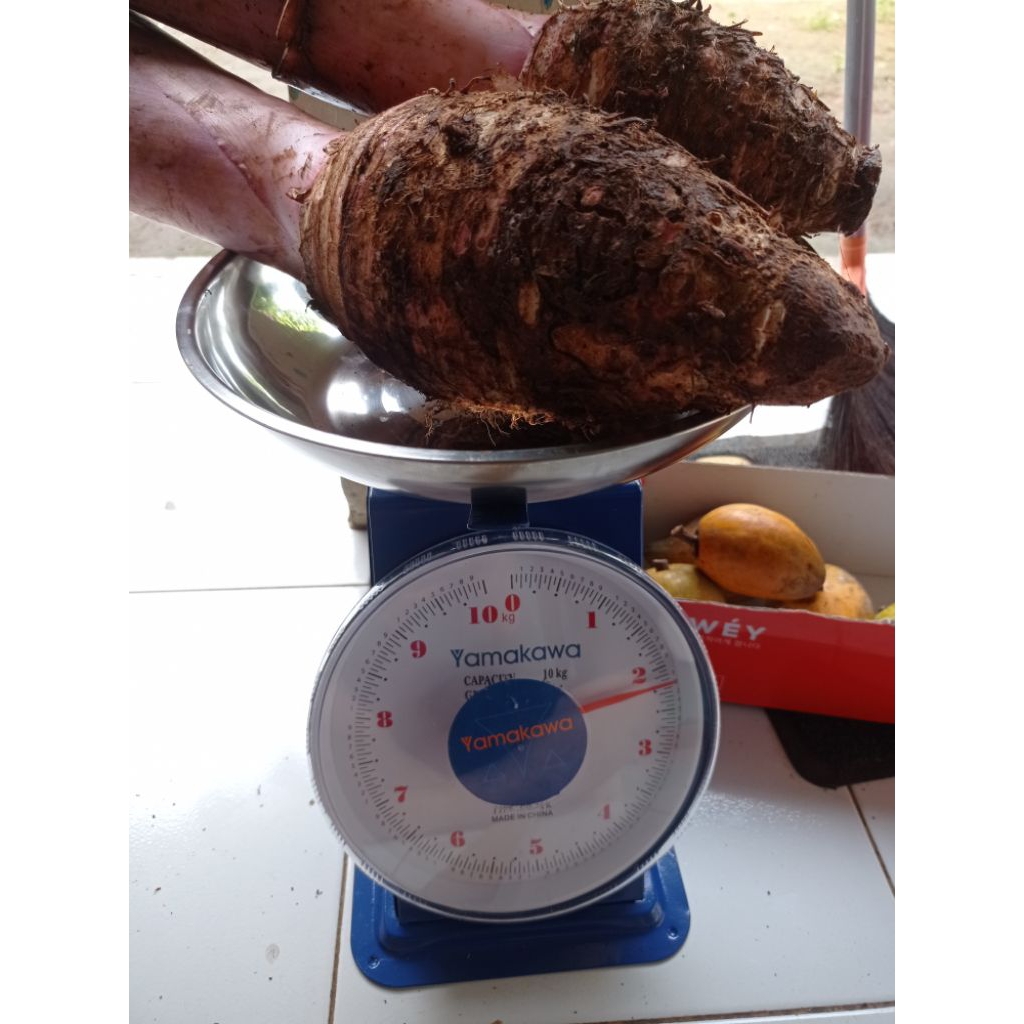 Talas pratama 3 / Talas ungu per 2 kg