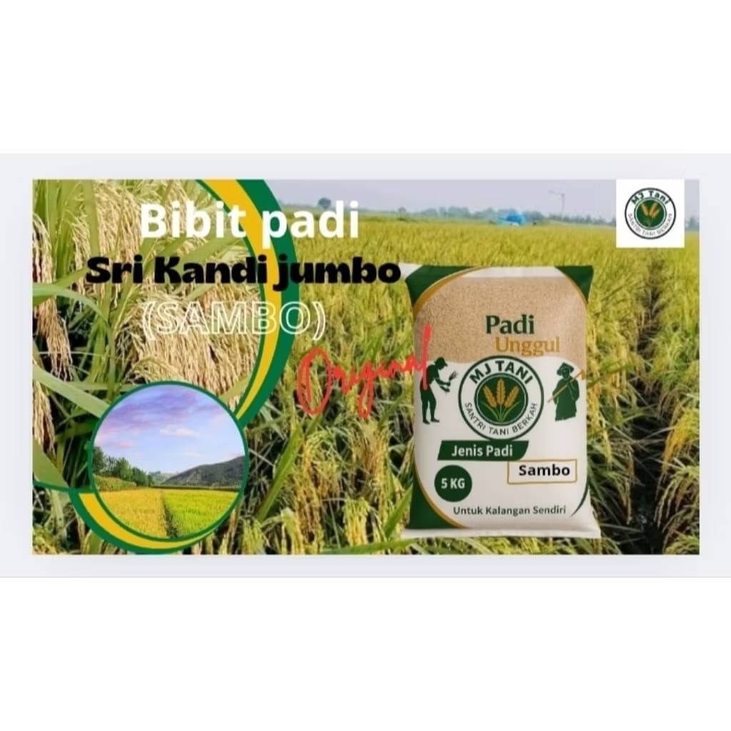 benih padi unggul. Srikandi jumbo. 5kg. original