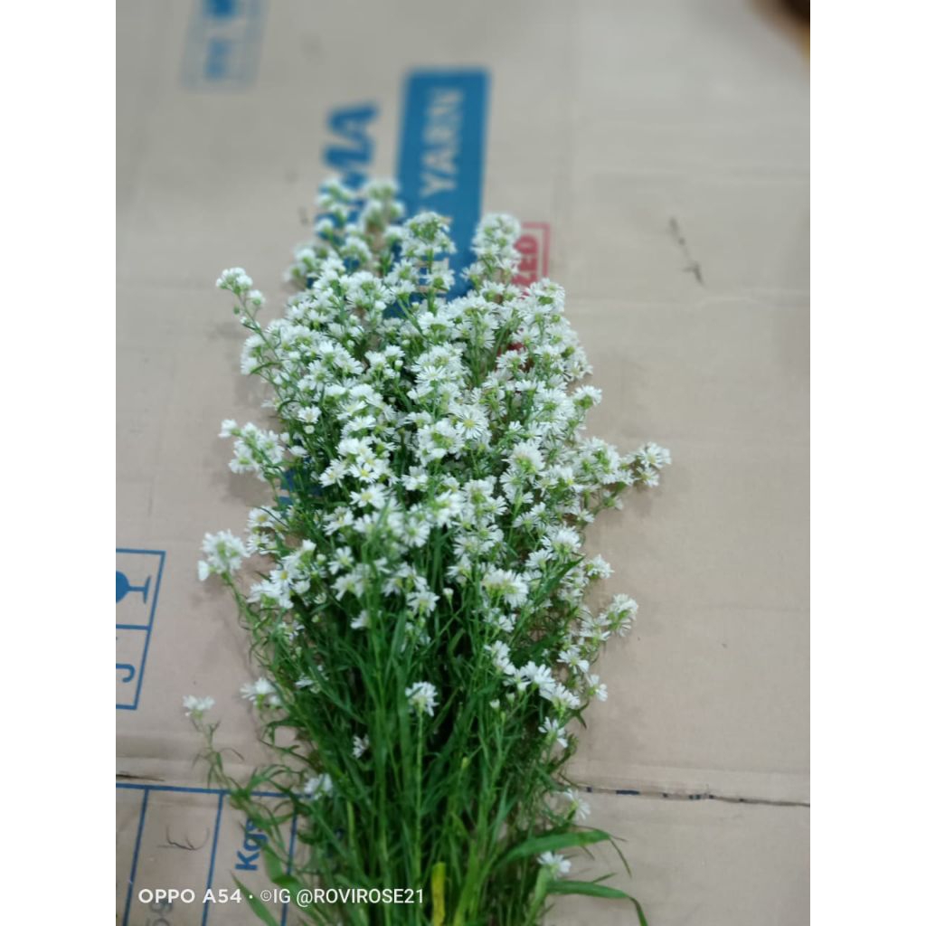 bunga pikok isi 10 batang bunga asli