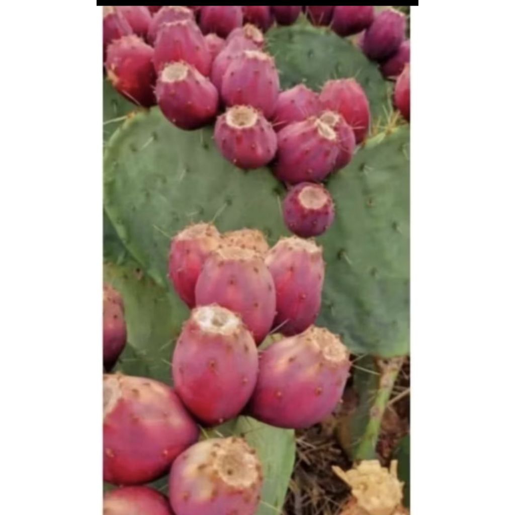 BIBIT KAKTUS BARSUMI BUAH SIAP TANAM (OPUNTIA FICUS INDICA)
