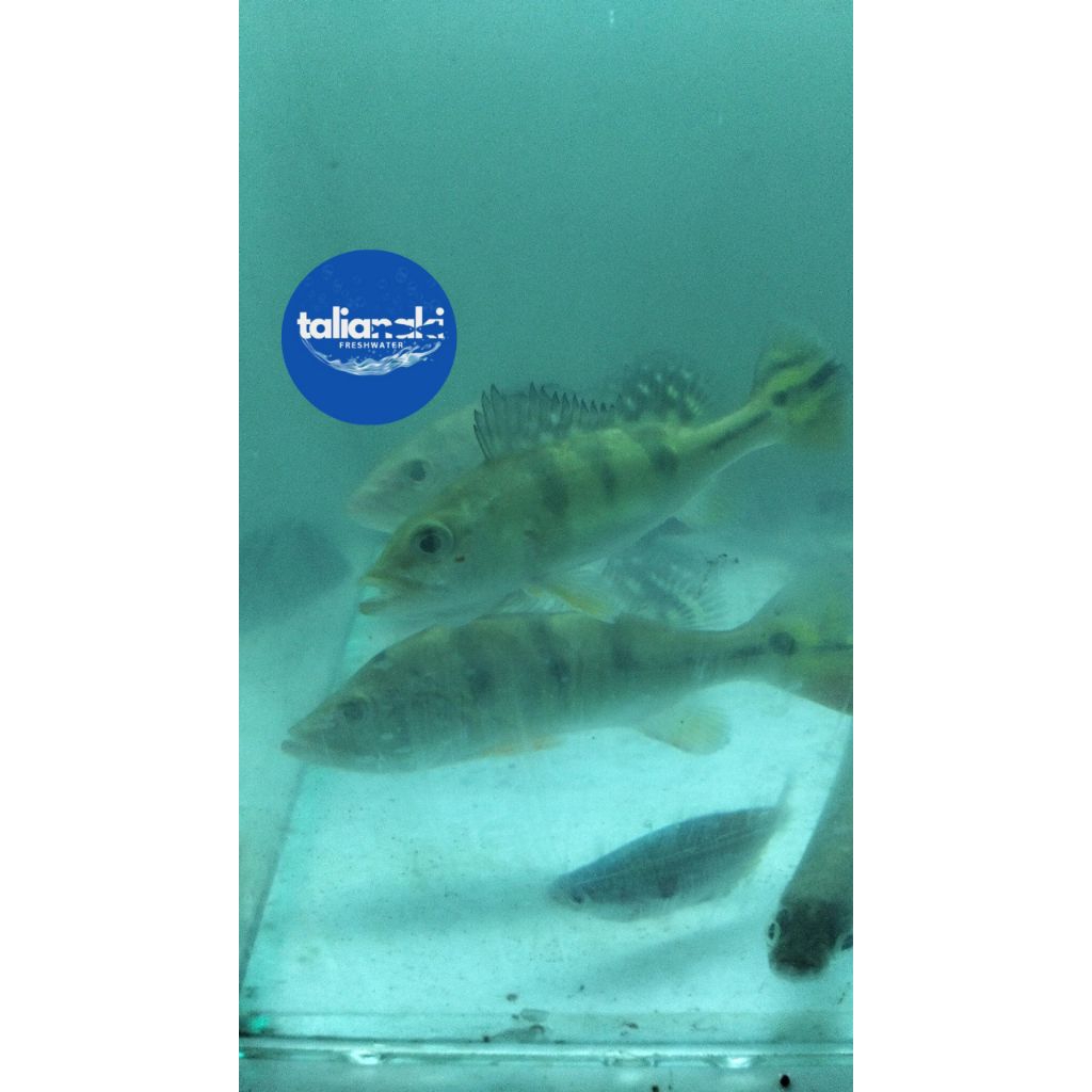 pbass kelberi/peacock bass kelberi 6-8cm