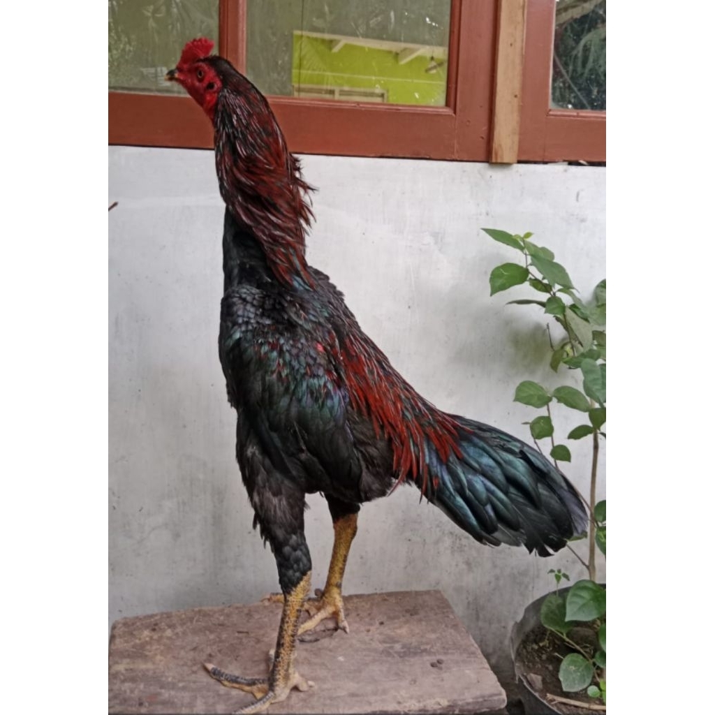 Ayam Bangkok - Pakhoy turun box bahan bakalan petarung atau indukan jantan (khusus Jawa)