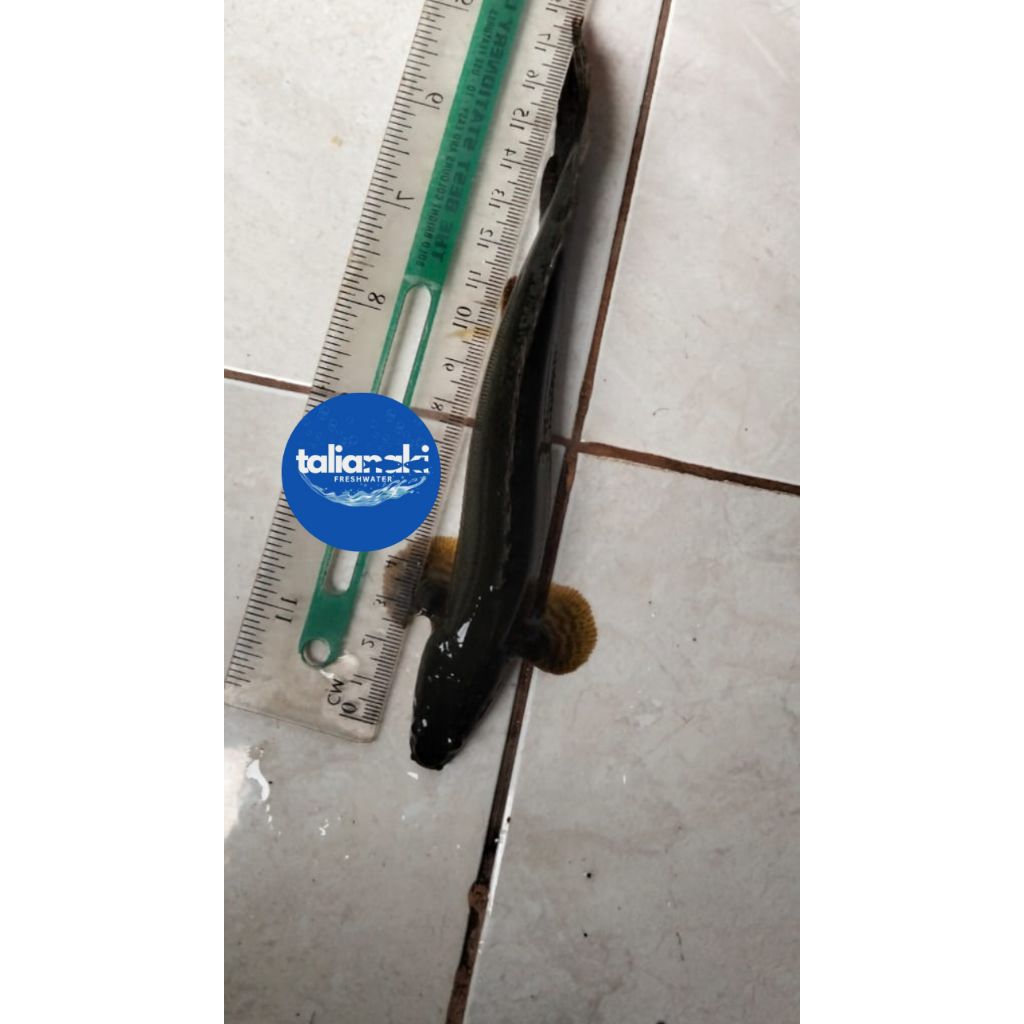 palmas lapradei/polypterus senegalus 12-14cm