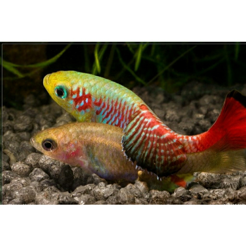 Hiasan aquarium killifish geuteri red