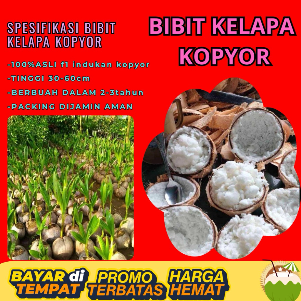 POHON PENDEK  Bibit Kelapa Kopyor Harga, Bibit Kelapa Kopyor Jelly, Bibit Kelapa Kopyor Jelly Thaila