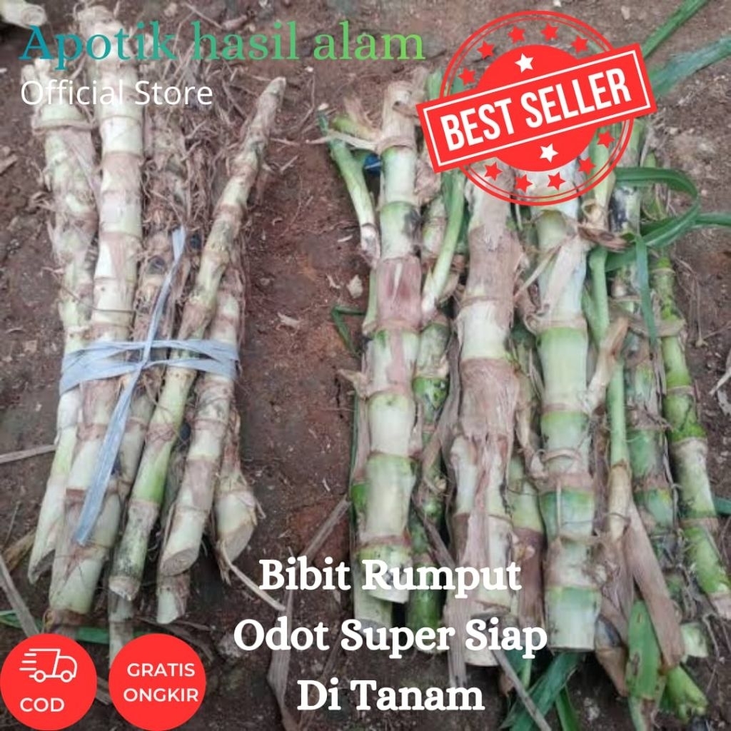 Terlaris Bibit Rumput Odot Segar Kualitas Terbaik Siap Di Tanam