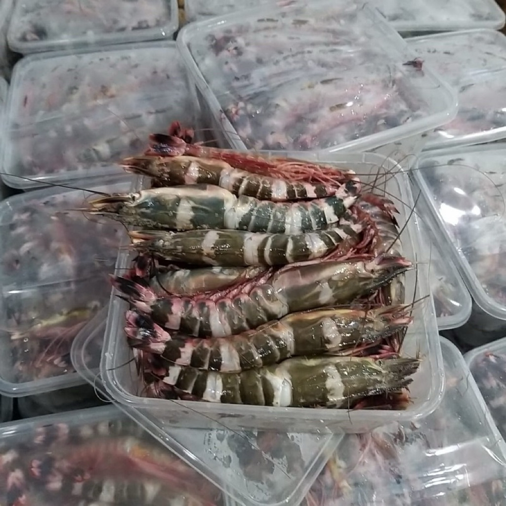 udang windu cat tiger jumbo 1kg