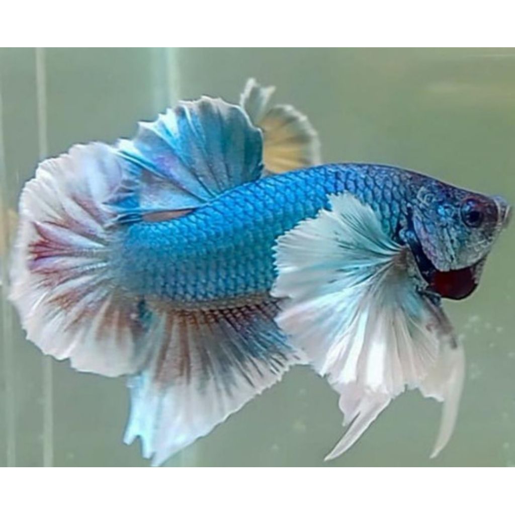 ikan cupang plakat dumbo ear size M