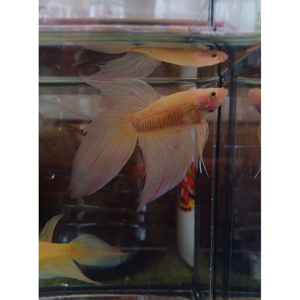 cupang bahan veiltail vanda