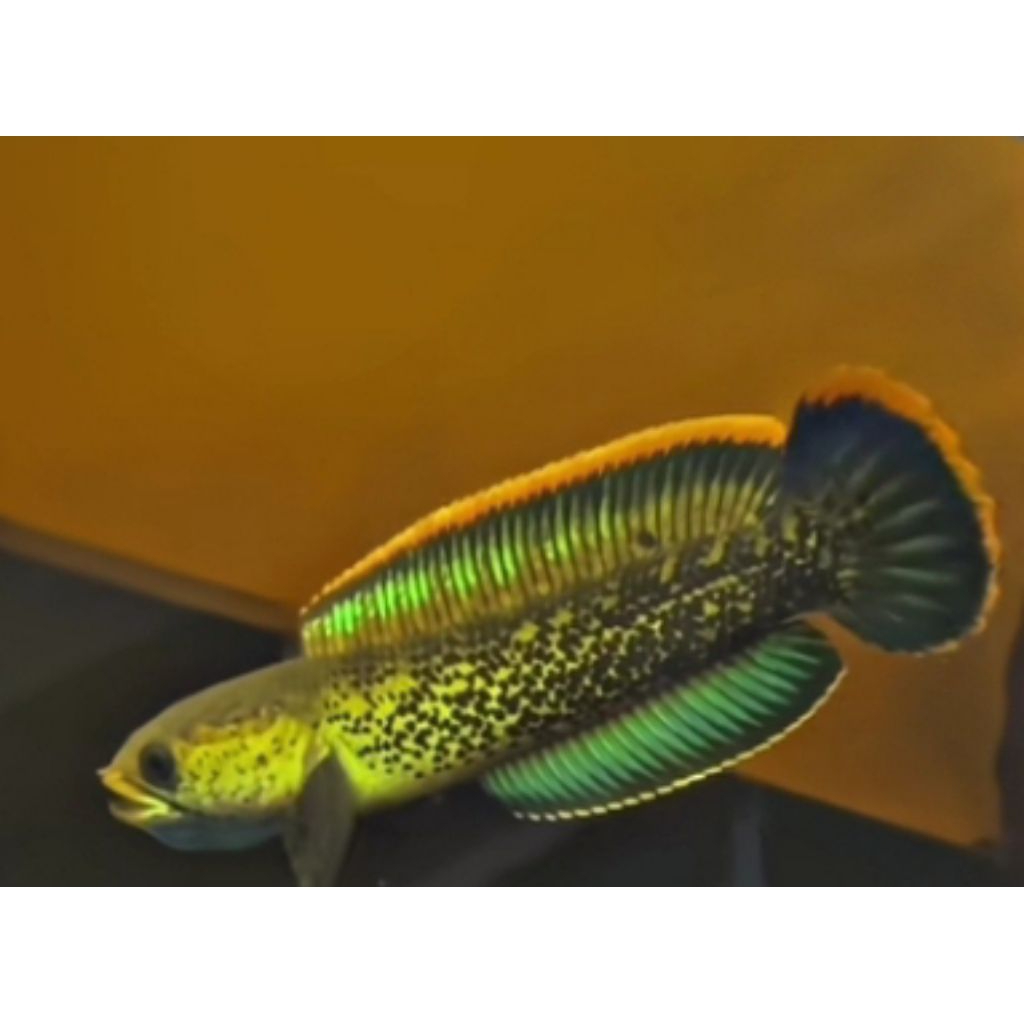 Channa Stewarti size 8-10 cm Mental Galak Gondrong(Bisa COD)