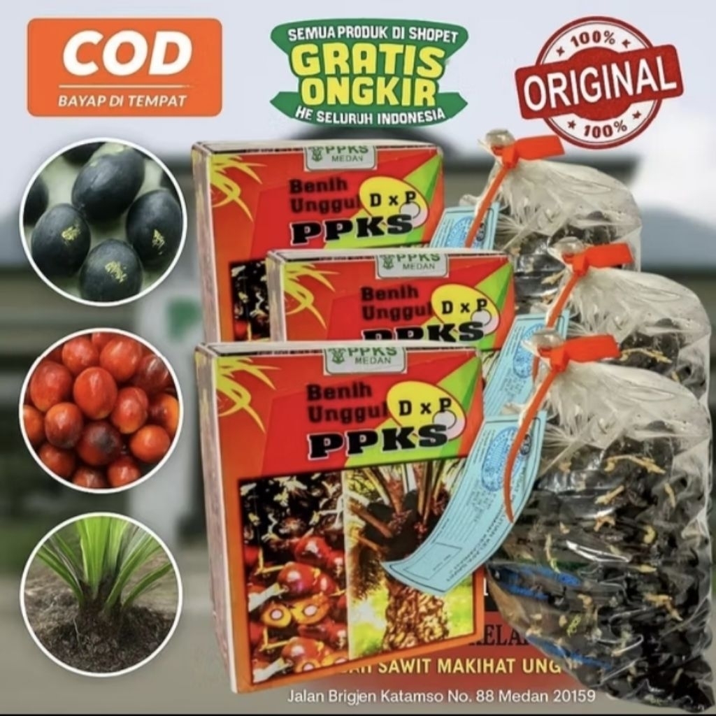 Bibit benih kecambah kelapa sawit DXP PPKS MEDAN isi 250 butir original