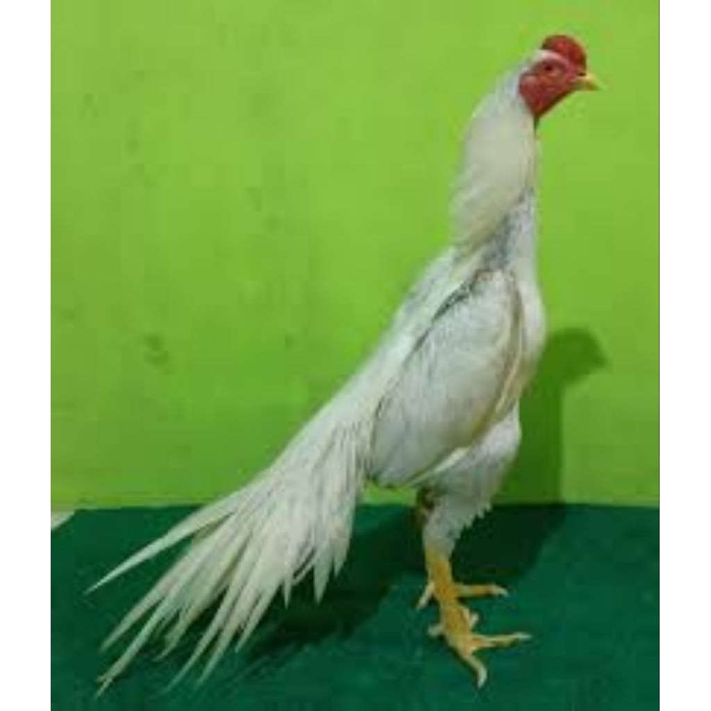 Paket hemat 5 Telur Tetas Ayam Bangkok Ekor Lidi Putih Mulus siap untuk ditetaskan