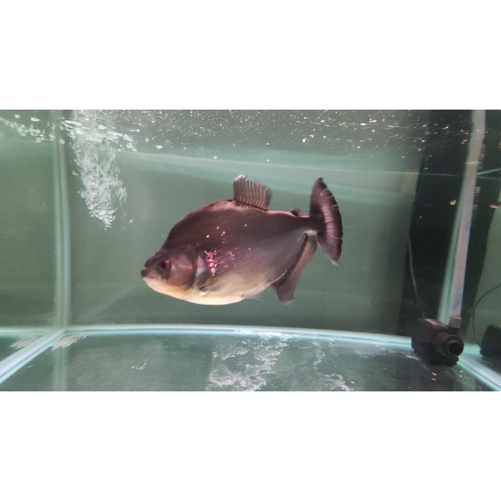 serrasalmus rhombeus black brazil