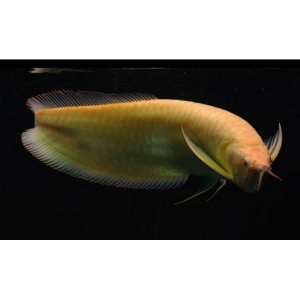 AROWANA SILVER ALBINO +-30-32CM