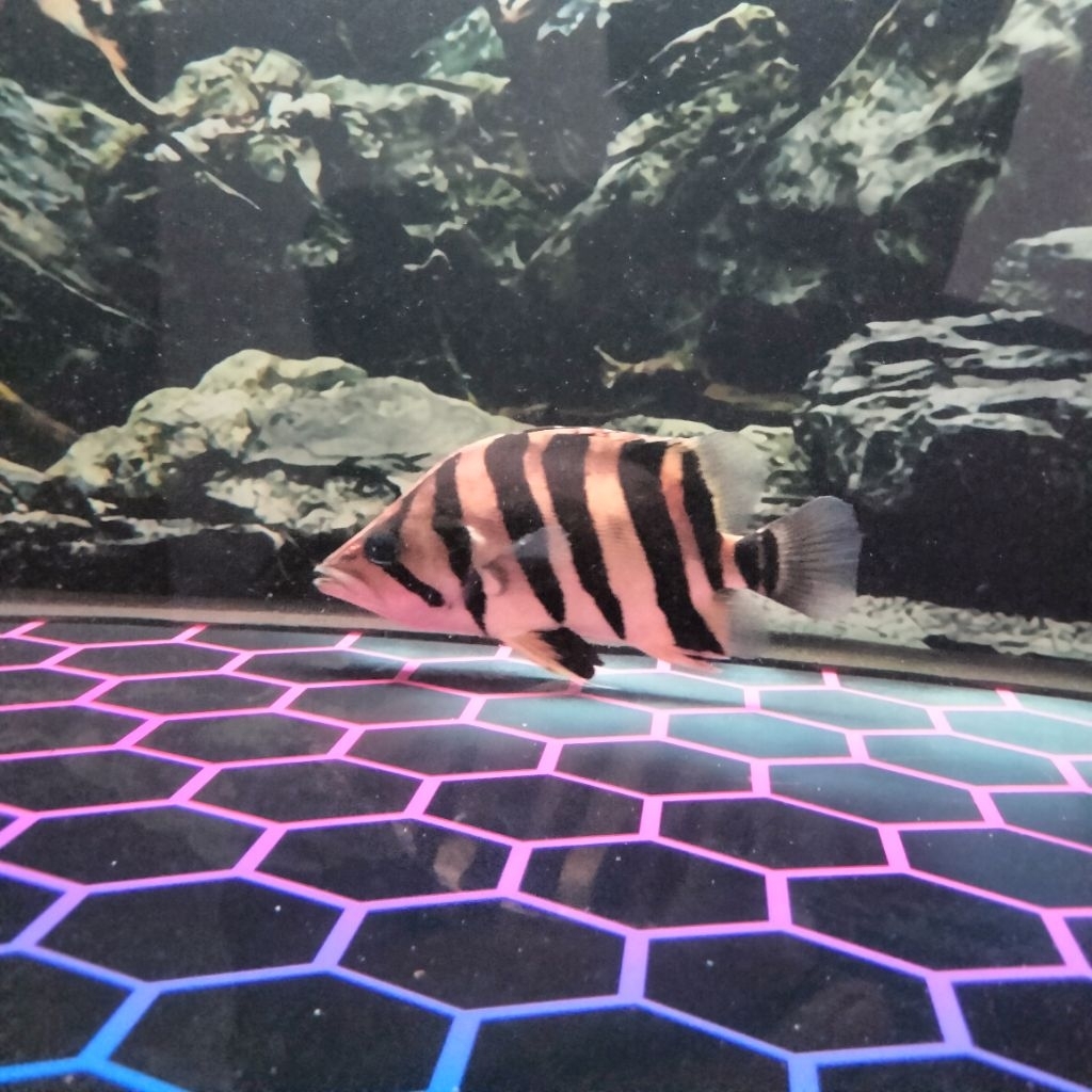 DATZ SUMATRA GOLD JUMBO 21CM +- GRADE A CROSSNECK