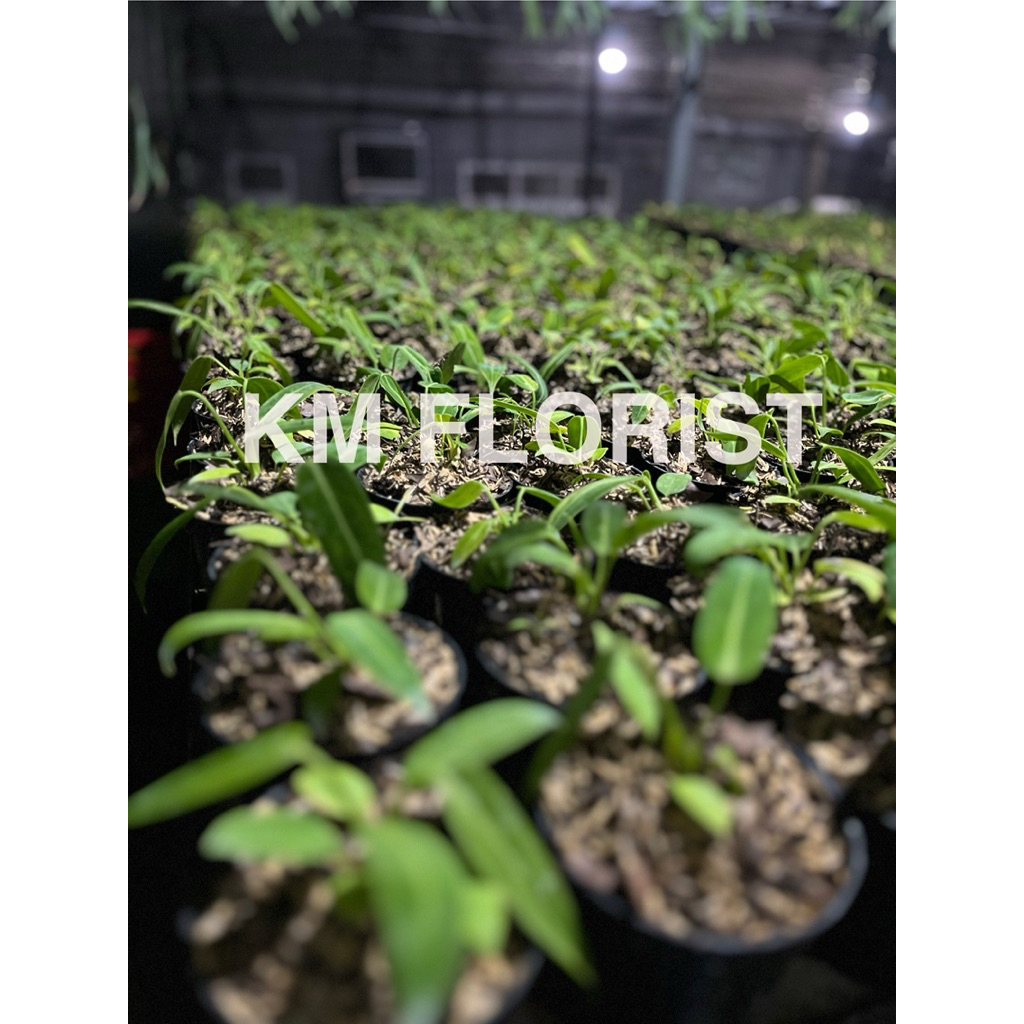 bibit tanaman lidah gajah lidah gajah tanaman tanaman lidah gajah bibit lidah gajah tanaman hias lid