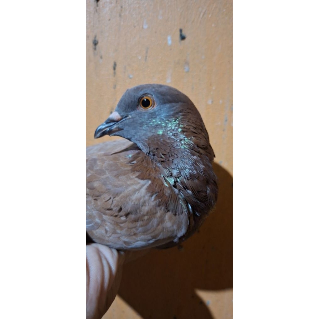 merpati jantan kelabu