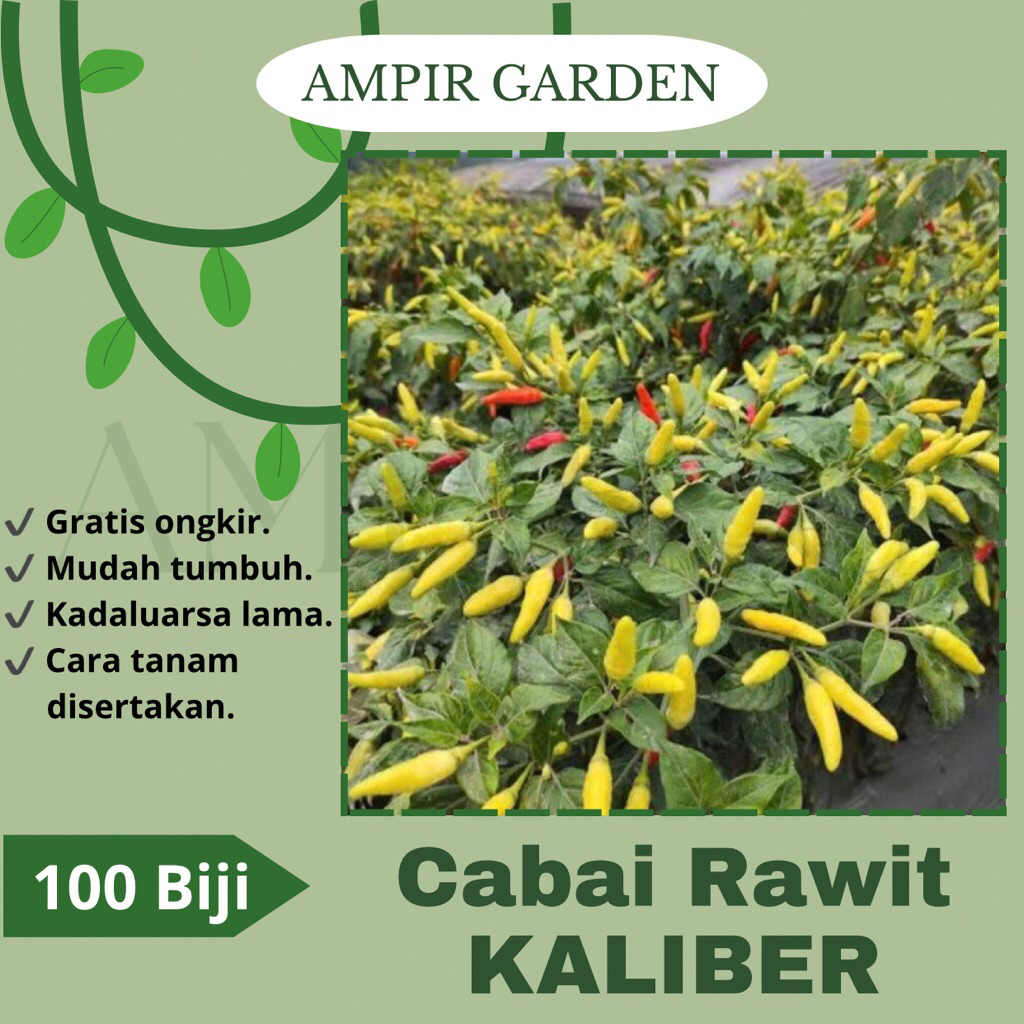 100 Biji Benih Cabai Rawit Unggul KALIBER Wijitani / Bibit Benih Cabe Rawit Setan Viral Cabai Unggul