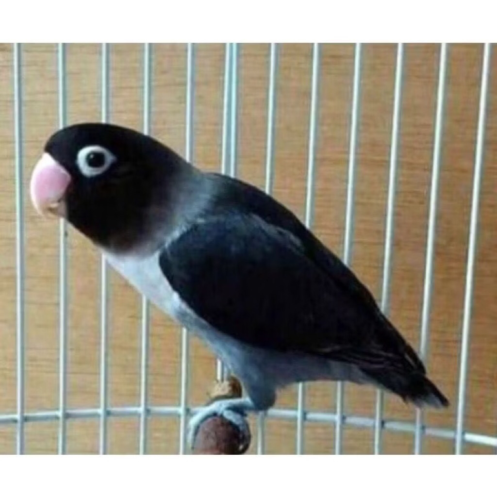 lovebird Batman pilihan