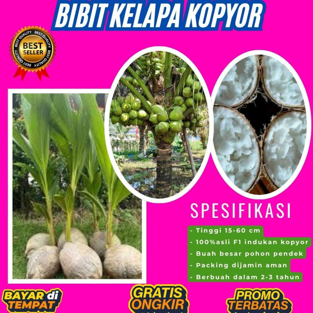 TERPERCAYA !! Bibit Kelapa Kopyor Trubus