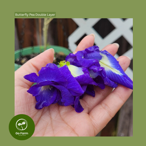 Benih Bibit Bunga Telang Biru Tumpuk 10 Biji