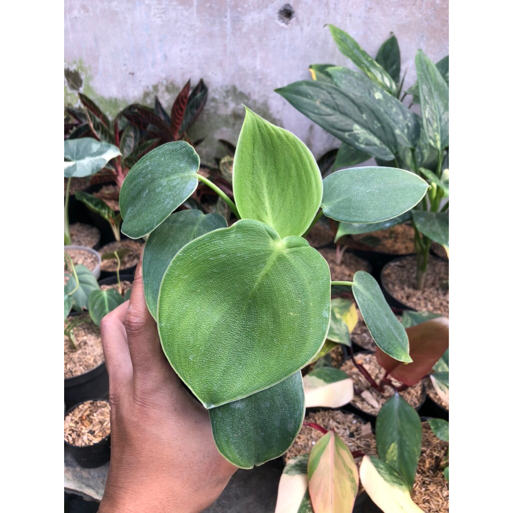 Tanaman Hias Philodendron Rugosum/ philodendron Pigskin