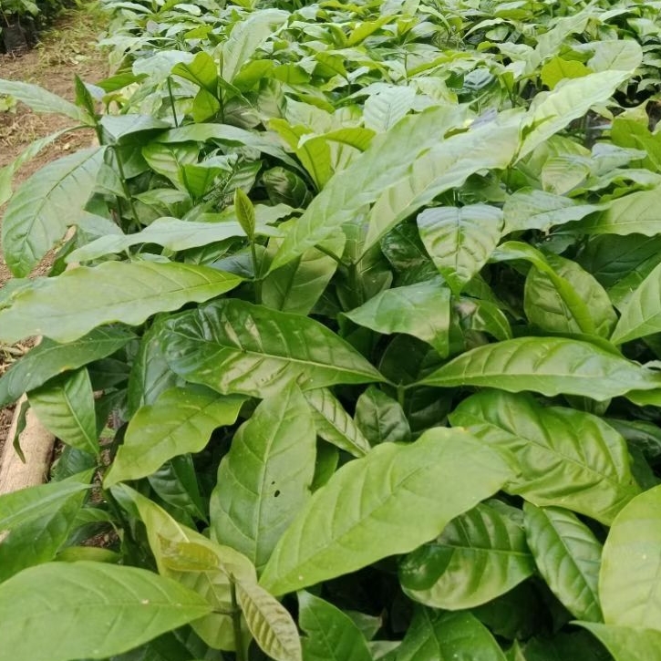 Bibit Kopi lampung unggul siap Tanam