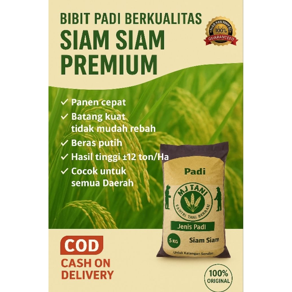 benih padi unggul berkualitas premium SIAM SIAM