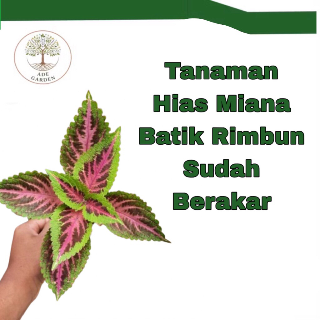 Tanaman Miana Batik Tanaman Miyana Batik Tanaman Hias Miana Batik Rimbun Sudah Berakar