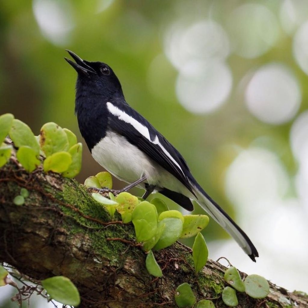 burung Kacer ORI klimantan bahan sudah tampungan