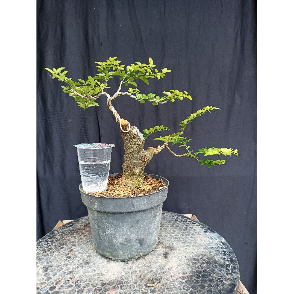 Bonsai jeruk kingkit/Bahan bonsai jeruk kingkit
