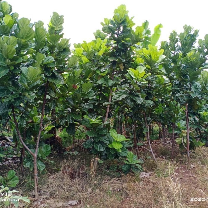 Pohon Ketapang Biola Cantik Tinggi 3,5 Meter Up, Pohon Peneduh Ketapang Biola