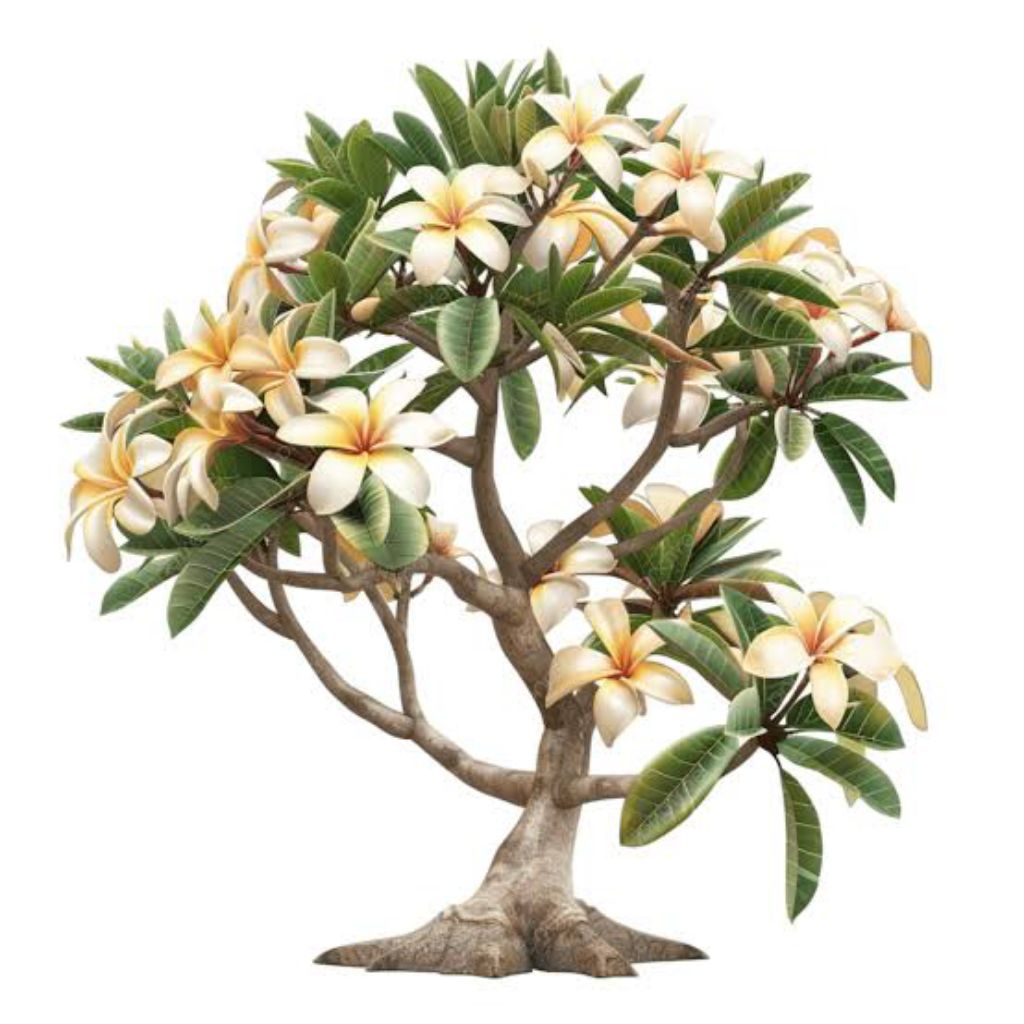 pohon Kamboja Bali bunga putih