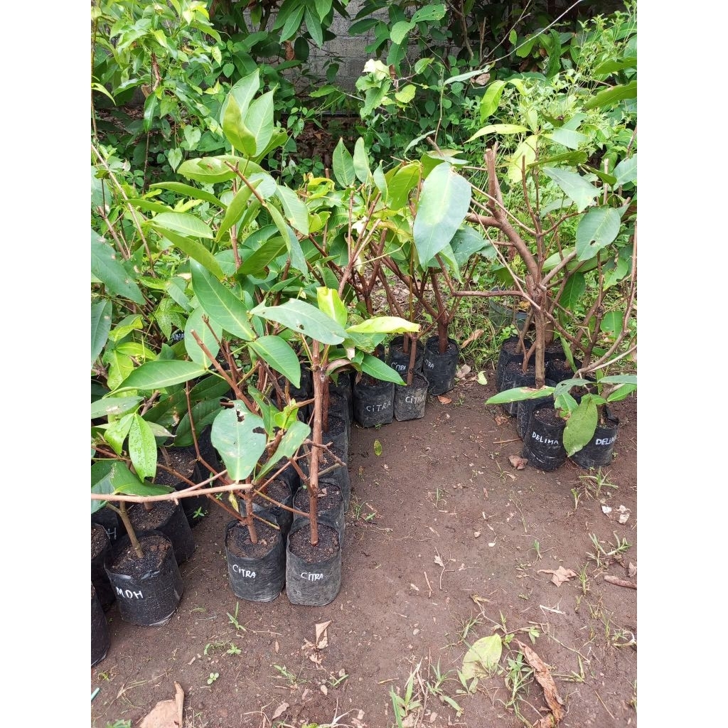 paket 3 jenis jambu air stabil hasil cangkok