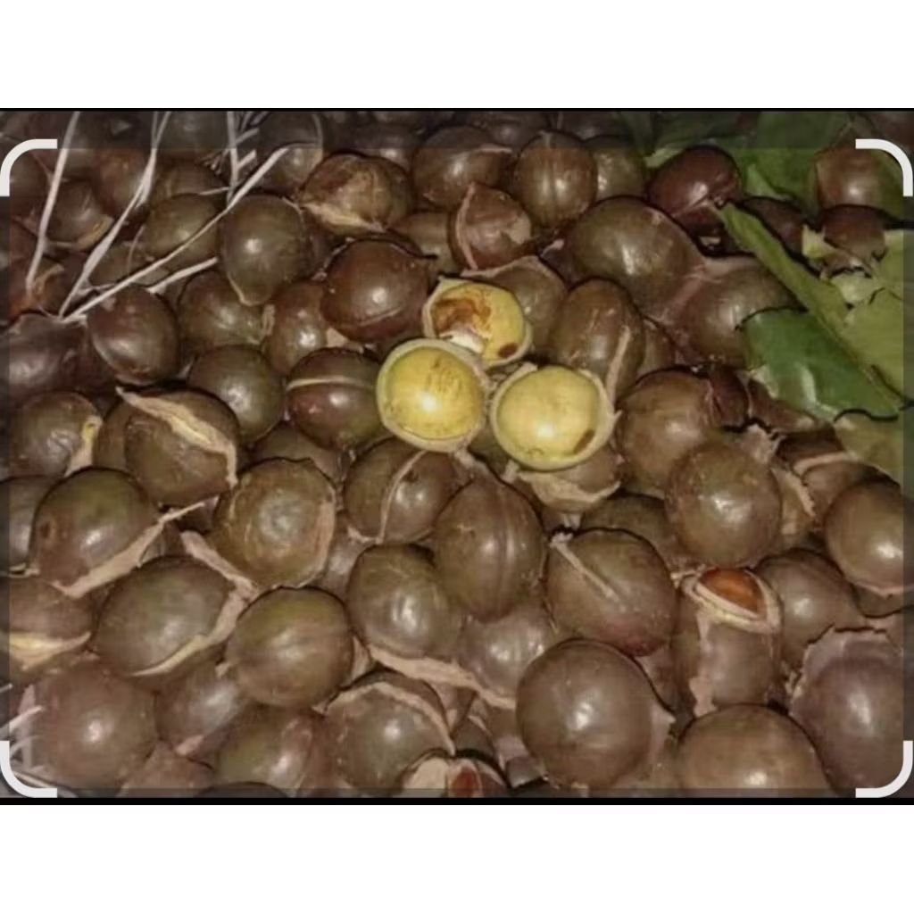 Jengkol Gunung Jepara