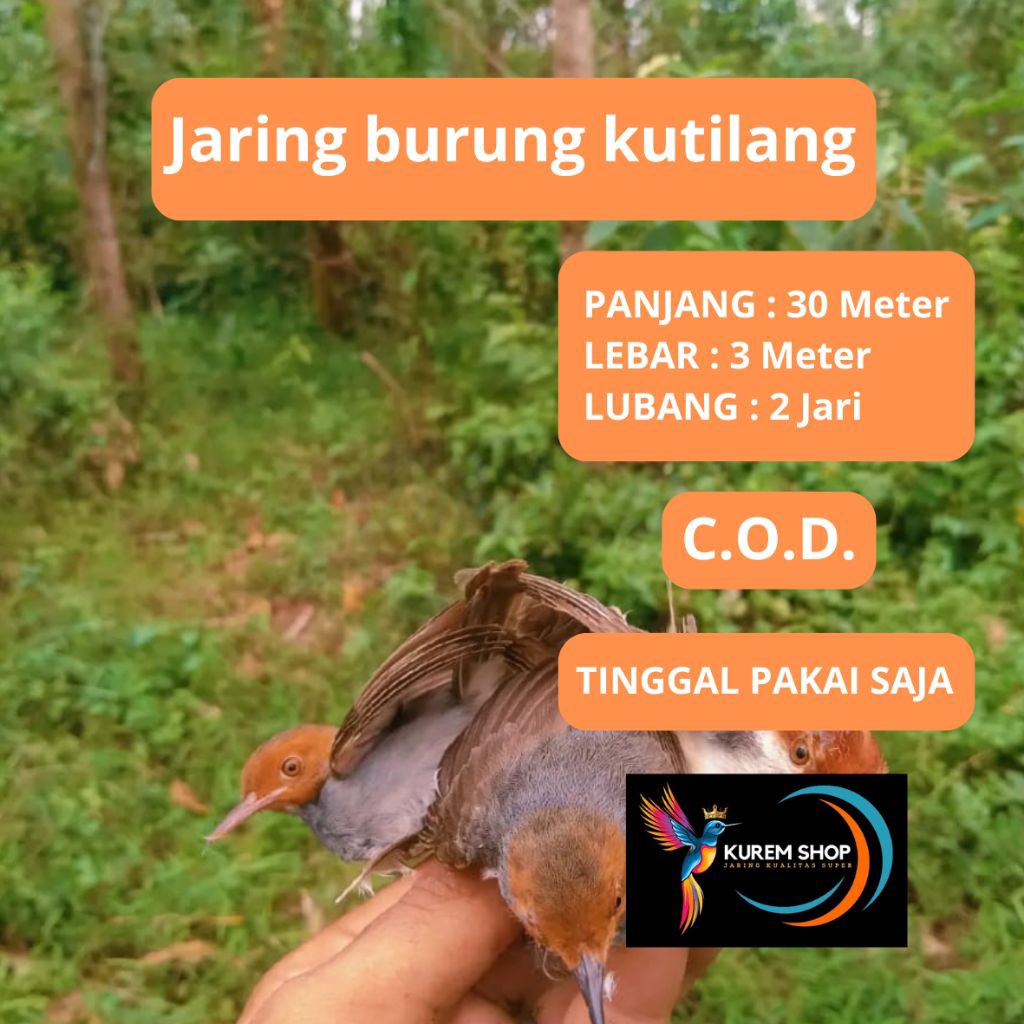 jaring burung kutilang