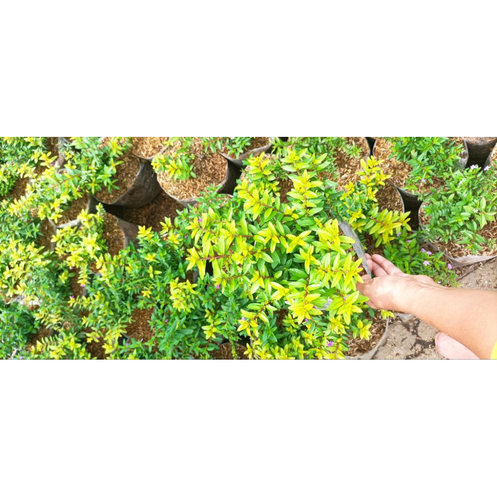 tanaman bunga hias Taiwan daun kuning bunga ungu