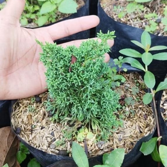 Tanaman Cemara Pingpong - Cemara Kishu - Bahan Bonsai