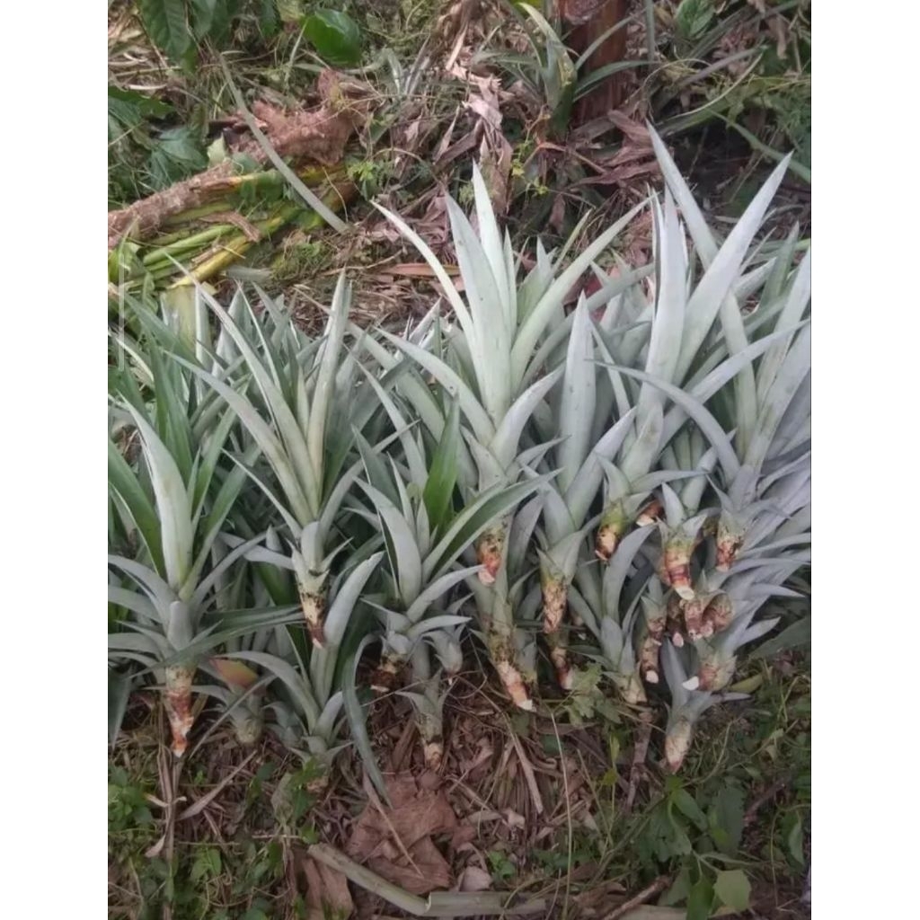 75 batang bibit nanas subang smooth cayyene