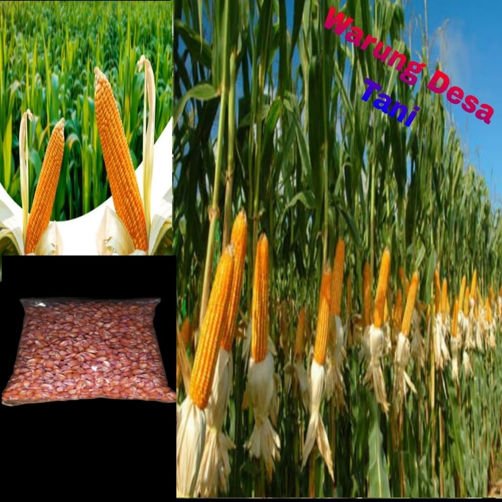 Bibit jagung siap tanam 1kg pioneer/Hibrida macho