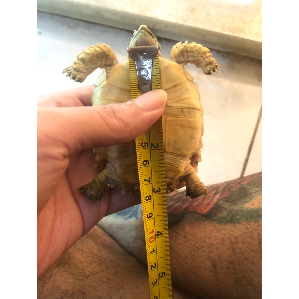 kura2 sulcata 7 cm