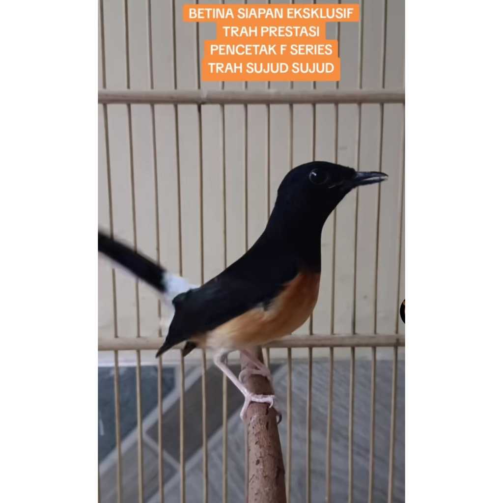 Trotol Murai Betina Trah nasional trah jawara pencetak Anak Berkualitas