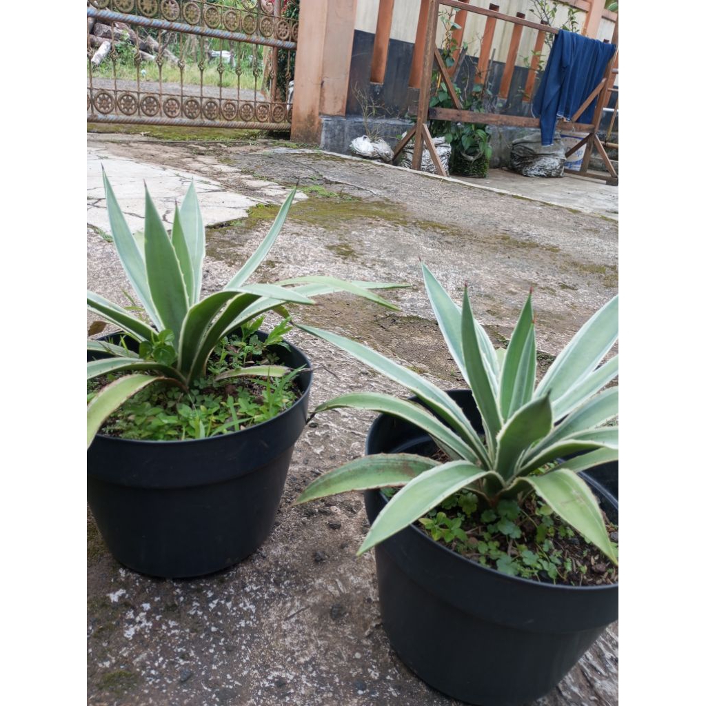 tanaman hias agave siklok agave