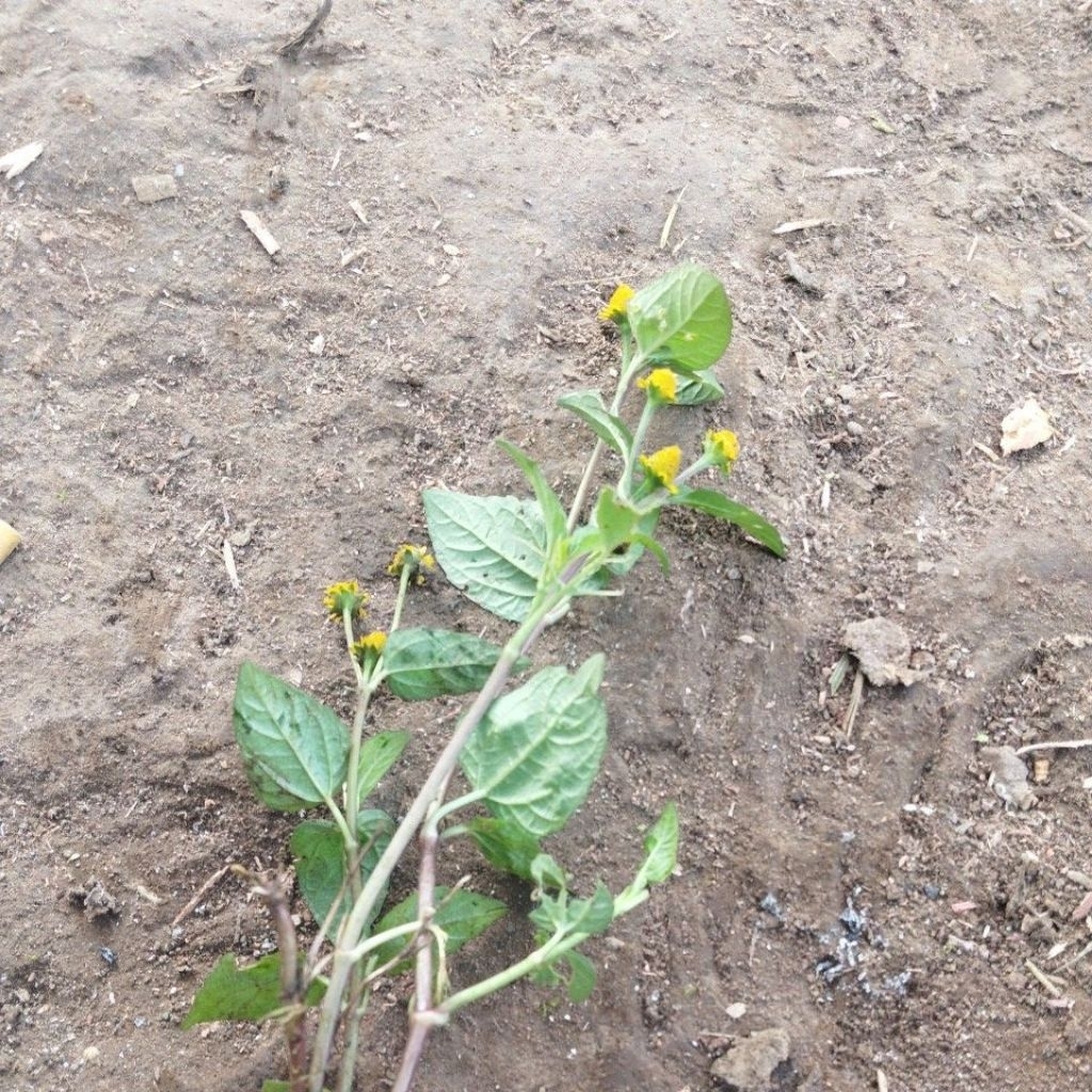 jotang besi jotang jalu / 100gram