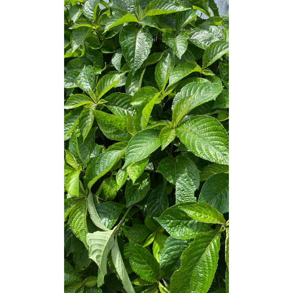 Daun pecah beling/ daun keji beling