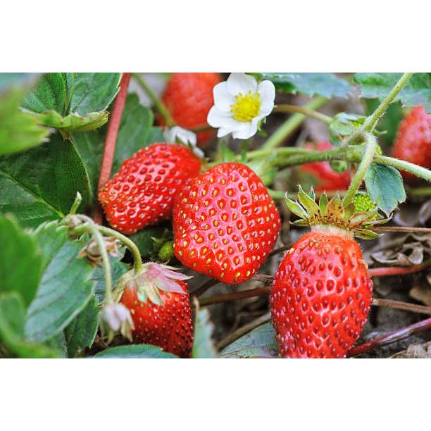 BIBIT BUAH STRAWBERRY MENCIR HARGA PREMIUM