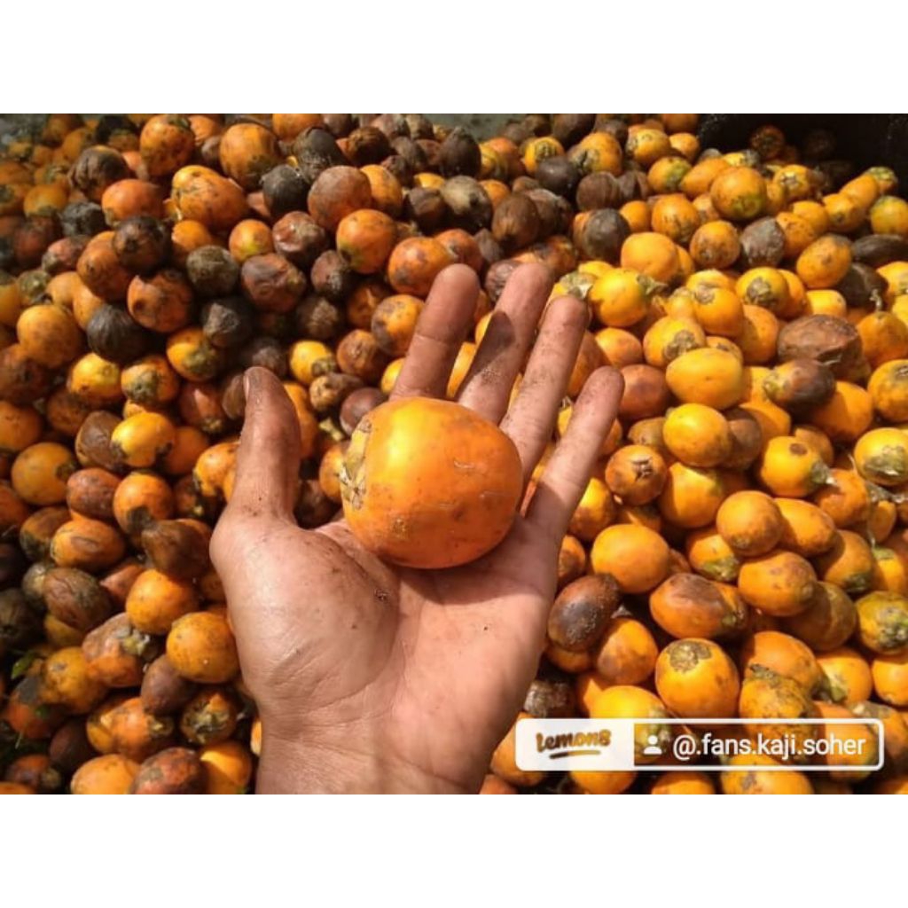 Bibit PINANG THAILAND 100% ASLI