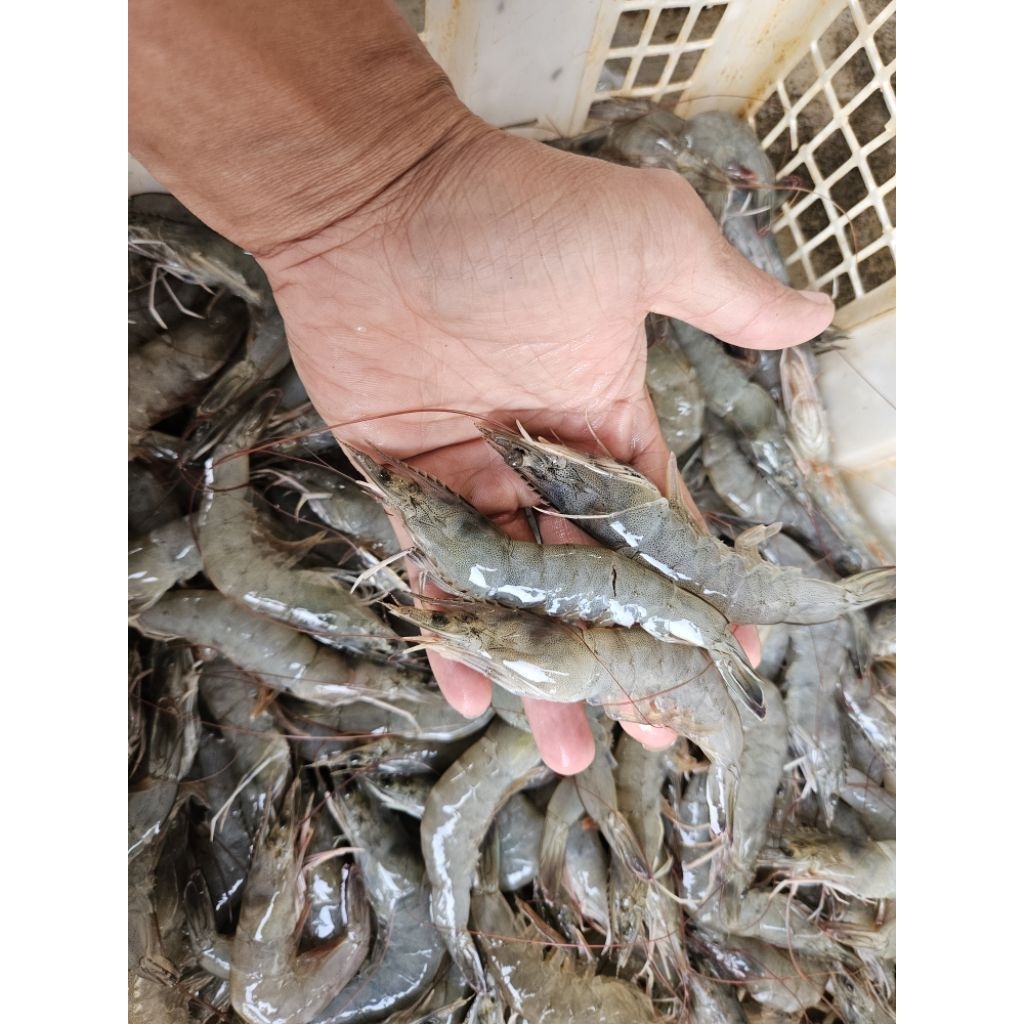 udang vaname size 50_55