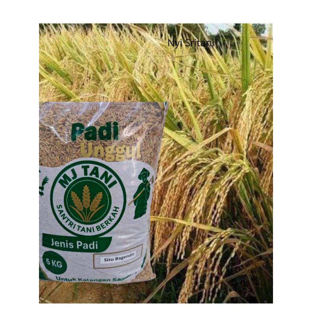 Benih bibit padi unggul Situ Bagendit kemasan 5 Kg original