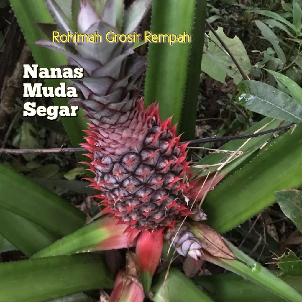 NANAS MUDA SEGAR / NANAS MUDA MERAH HERBAL